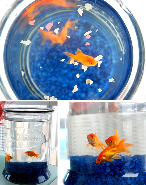 Go fish Go fish