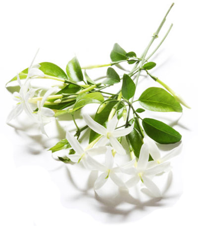 10 Plants To Attract Love, Joy And Prosperity 10 Plants To Attract Love, Joy And Prosperity