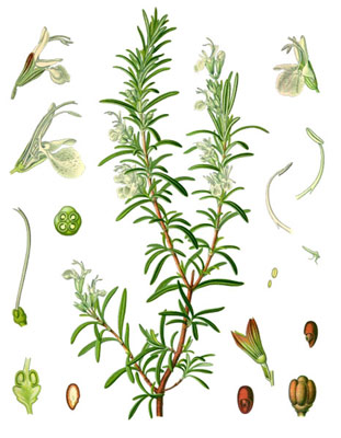 10 Plants To Attract Love, Joy And Prosperity 10 Plants To Attract Love, Joy And Prosperity